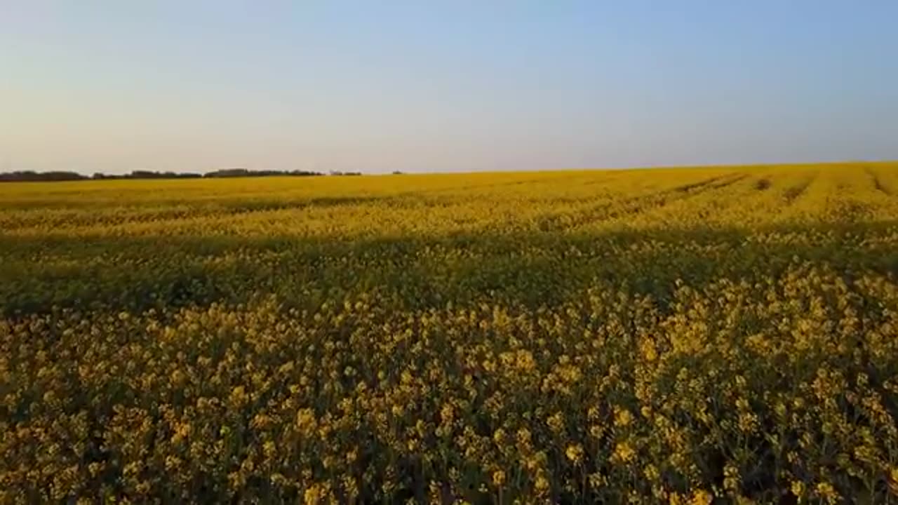 Flower Stock Footage - Garden - Nature