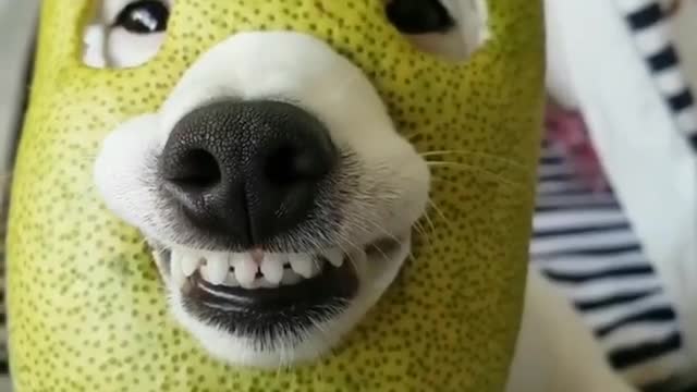 #Funny || Funny Pappy Video || Cute Baby Dog Video #short