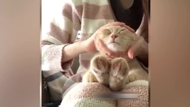 The best funny cat situations and clips