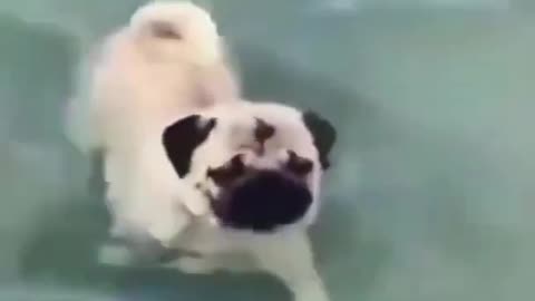 Funny dog videos