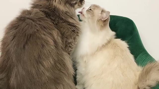 Does my cat's waist kiss hurt you? (How many times have you watched it?) #cat #maincoon ca