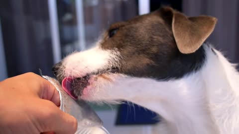 Funny Pet Dog Licking Food in a Tin