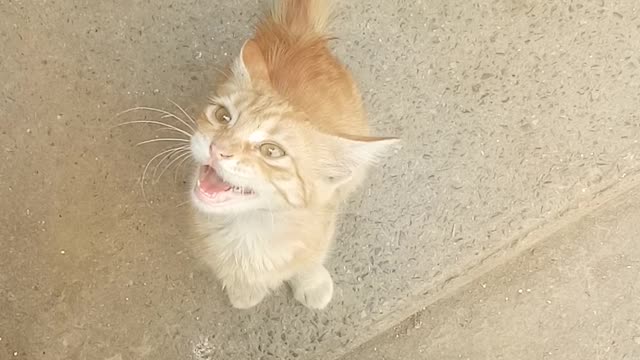 Cat miaw