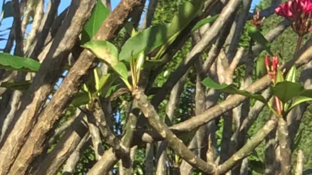 African Ringneck pays a backyard visit