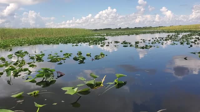 Airboat Ride