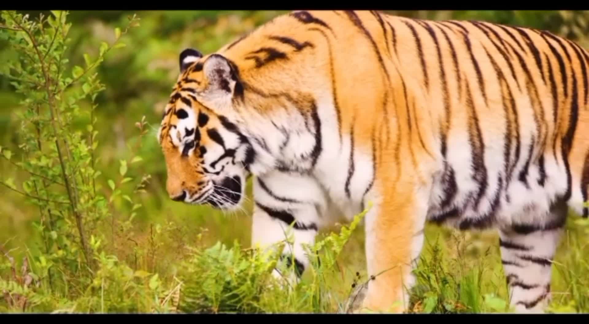 beautiful tiger
