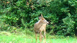 Buck eating apples