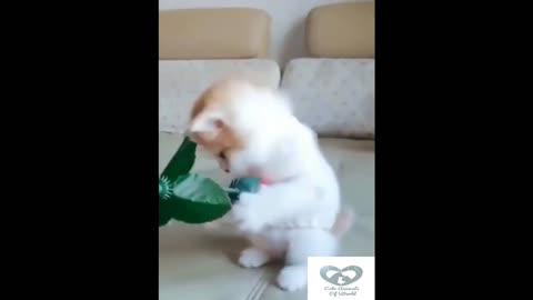 Funny Animals! Funny Videos! Great mood for the whole day is guaranteed! # Short