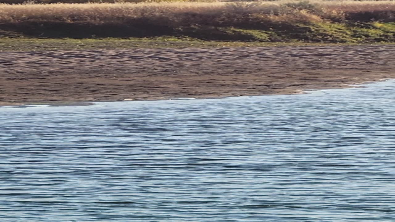 Muledeer on the Animas River