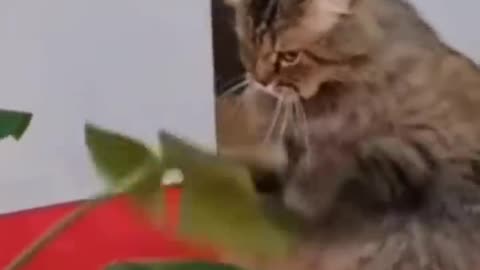 Funny Animal Videos 2024 Best Dogs And Cats Videos 😺😍 #viralsortvideo 73