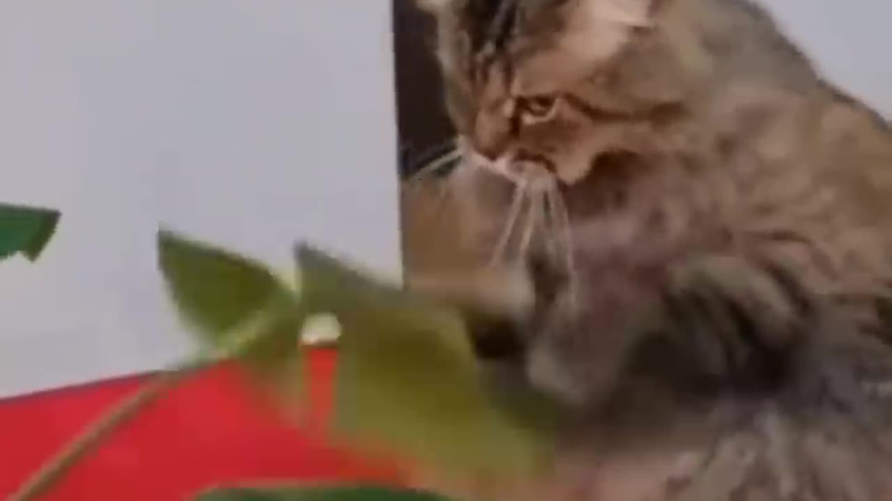 Funny Animal Videos 2024 Best Dogs And Cats Videos πΊπ #viralsortvideo 73