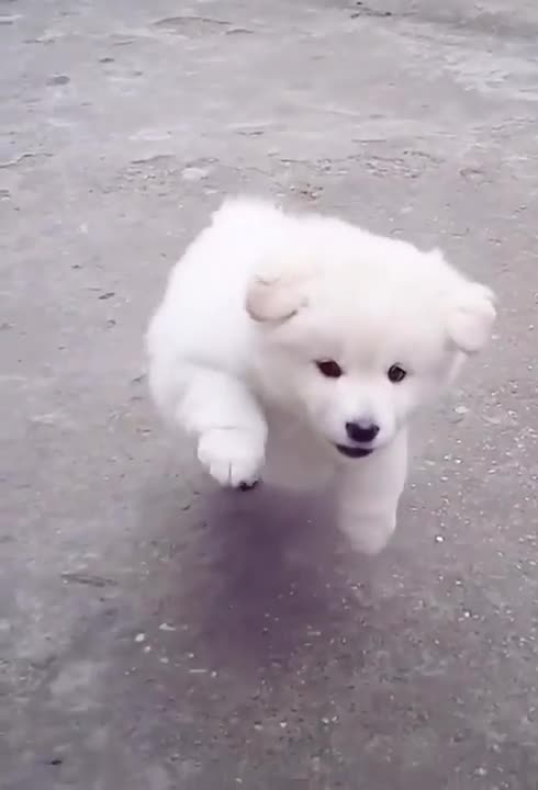 🐕 Very Cute Dog 🐶 😍 || Dog Lover Whats App Status Video ||