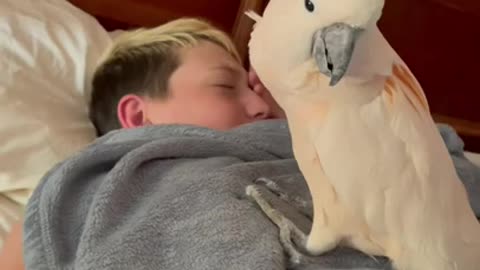 Cockatoo Wake Up Call