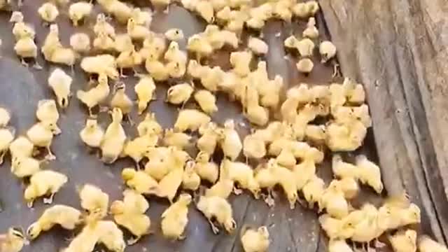 Patos na lagoa