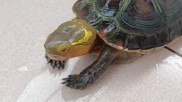 flexible turtle