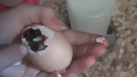 First hatching