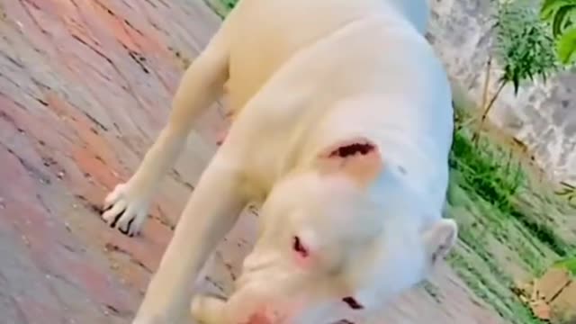 Dog Short Video ll #Short ll puppy Short Video