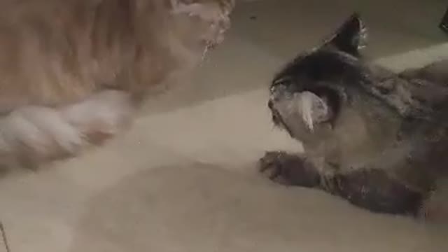 Two cats are fighting. So cutee