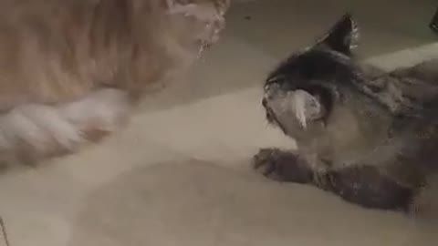 Two cats are fighting. So cutee