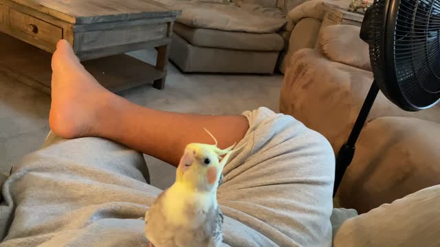 Cockatiel plays Pikaboo