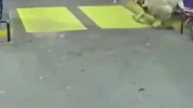 Crazy Bull Chases Motorcycle into Gas Station and Attacks Motorcycle Riders