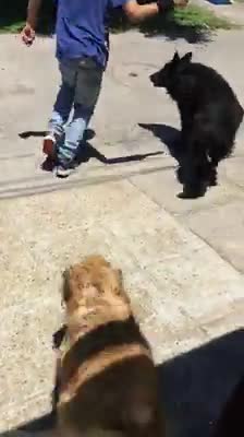 "Hola, ¿Black puede salir?": los niños que van a buscar a un perro para salir a jugar con él