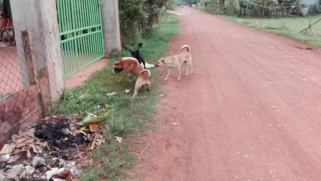 Dog vs Dog boy because Cute Puppy