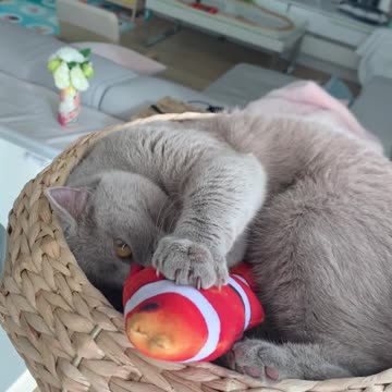 Watch How Sweetly This Cat Plays With His Favorite Toy