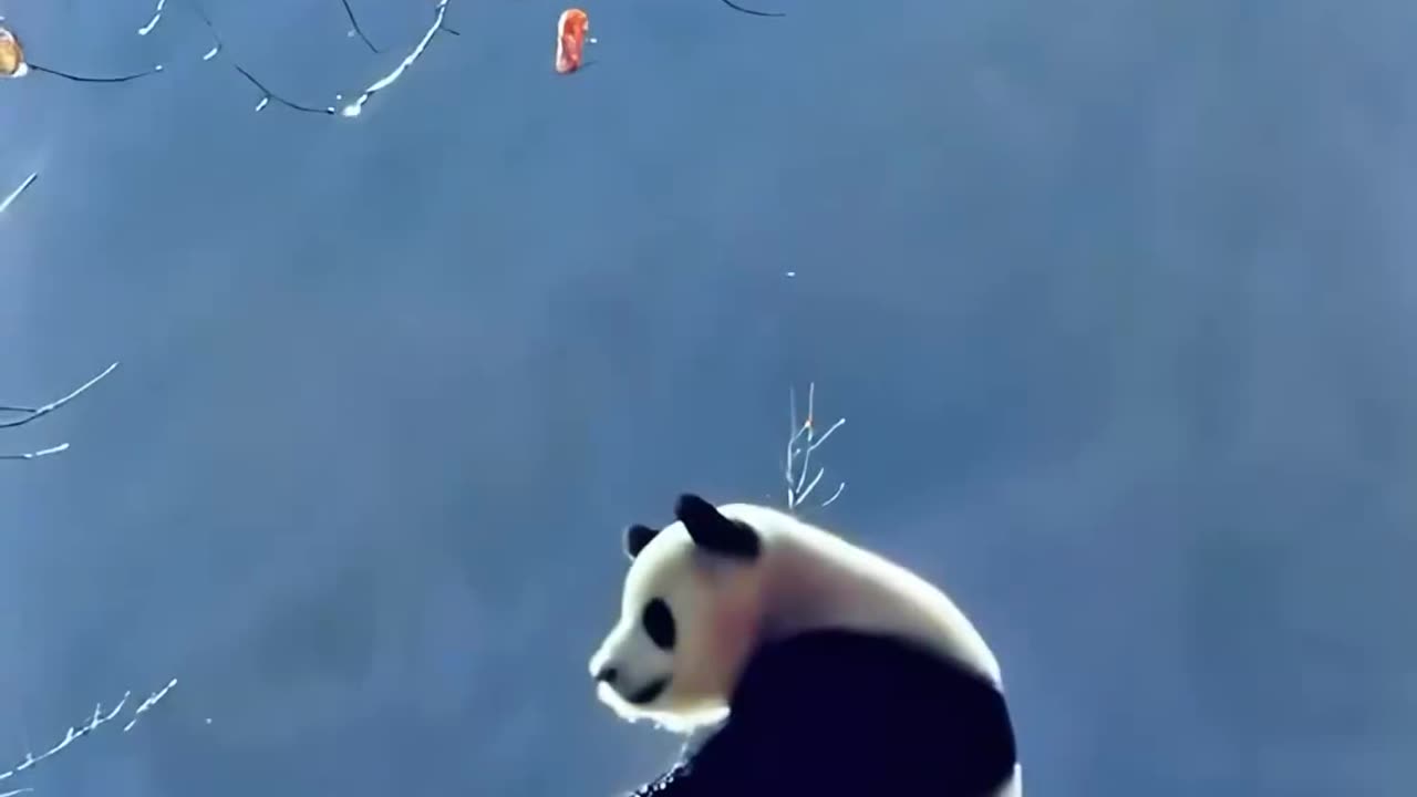 Giant pandas also have their own worries