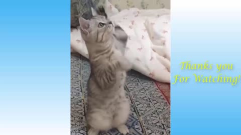 Cute pets and funny animals compilation,##