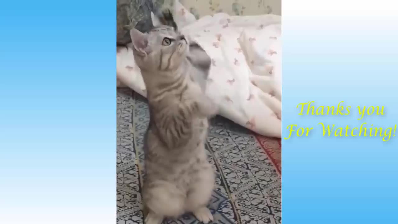 Cute pets and funny animals compilation,##