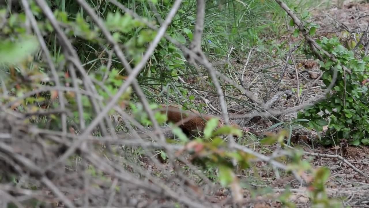 Hungry cheetah vs baby impala