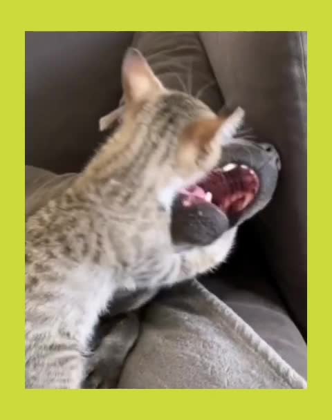 Chaton teste la calme de son ami