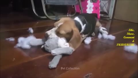 Cute And Funny Pet Videos Compilation #9 ♥ Funny Dog Videos - Baby Dogs 6
