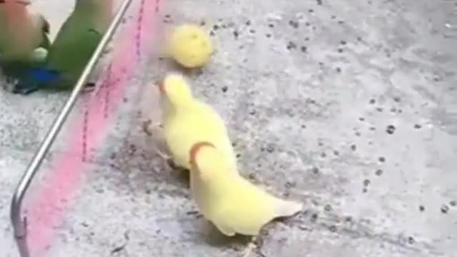 Very Cute Birds playing Volleyball.