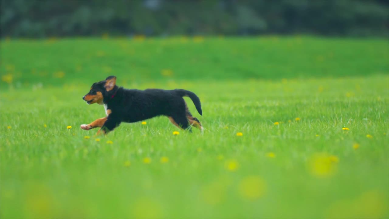 Beautiful Puppy Running In The Grass - Spring Time!