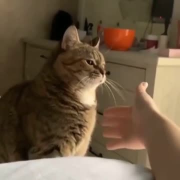 😍😍😍 Beautiful kitten high five with his stave 😍😍😍