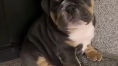 The cutest dog in the world