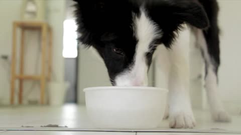 Cute Dog Drinking Water