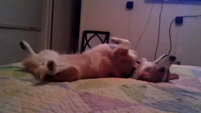 Humans sleep walk. corgis sleep run... i think