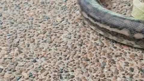 A Carpet Python claims drive way