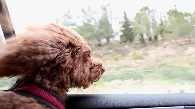 A Dog funny in car