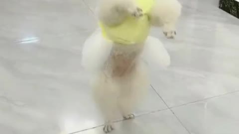 This little cutie is practicing her dance