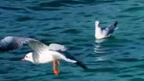Very nice Bird