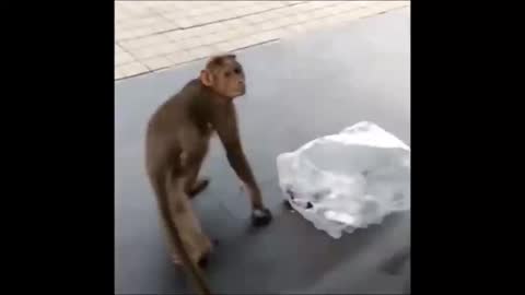 Dog and monkey. Very funny!