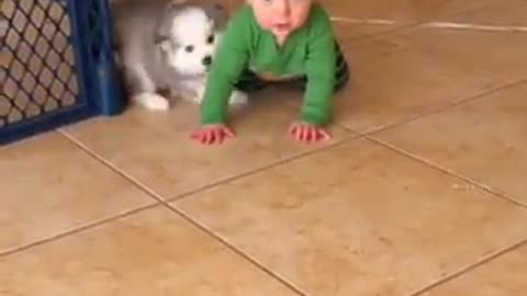 Funny dog plays with his favorite human!!