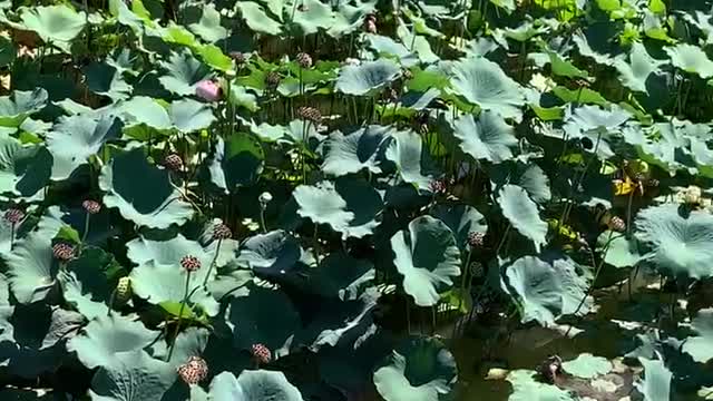 So many lotus leaves are so beautiful