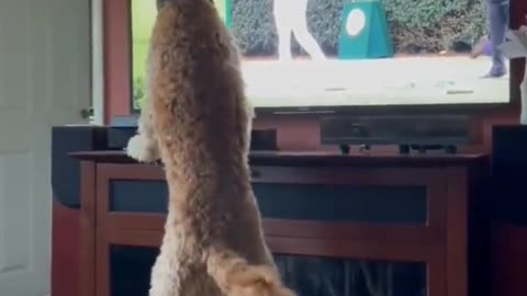 A dog playing indoor golf! Now that is a first. 🤣