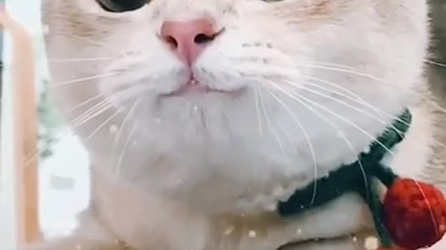 Cat having funny moments