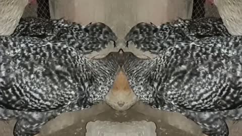 का रिवर्स मैजिक शो #shorts #funny #short #magic #indiamagic #animals